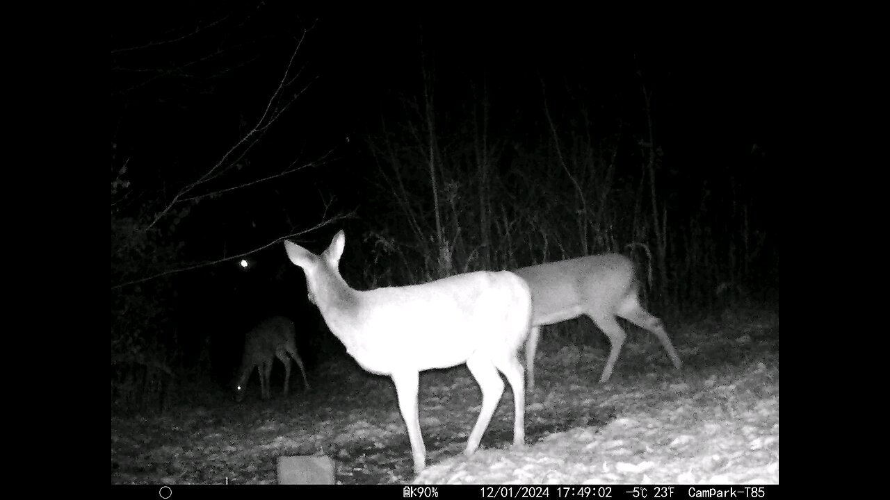 Deer Cam 12-01-2024