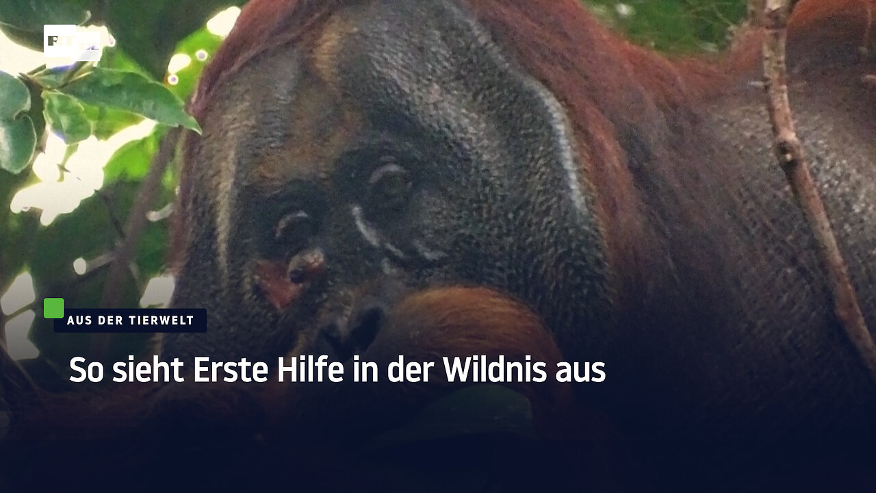 So sieht Erste Hilfe in der Wildnis aus