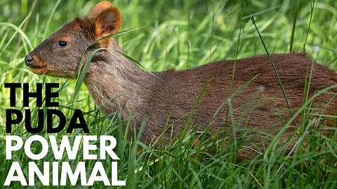 Pudu Power Animal