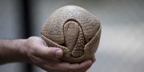 Armadillo Love!