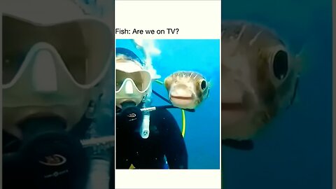 Fish: Are we on TV? Funny memes #6