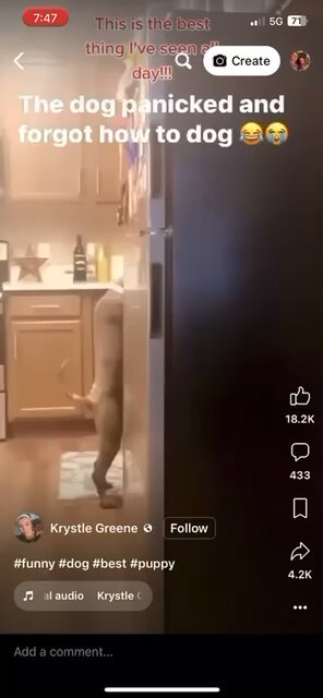 Dog forgot to dog