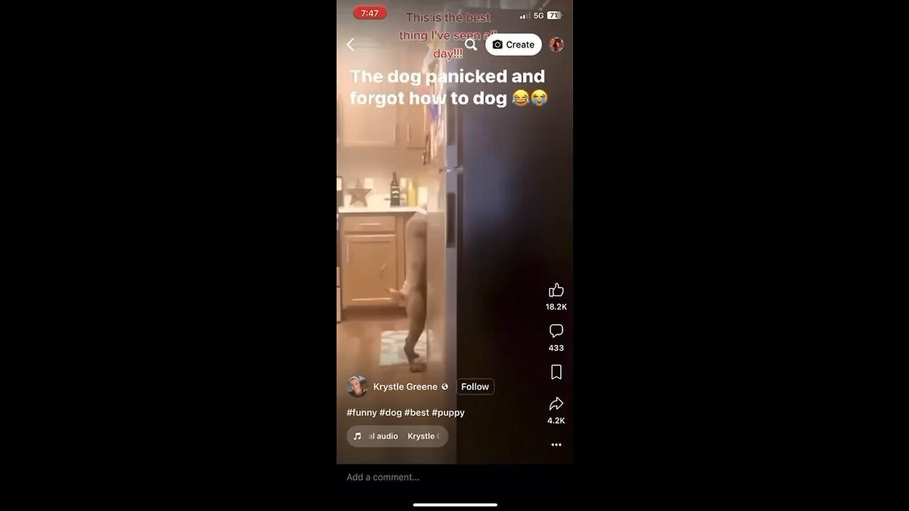 Dog forgot to dog
