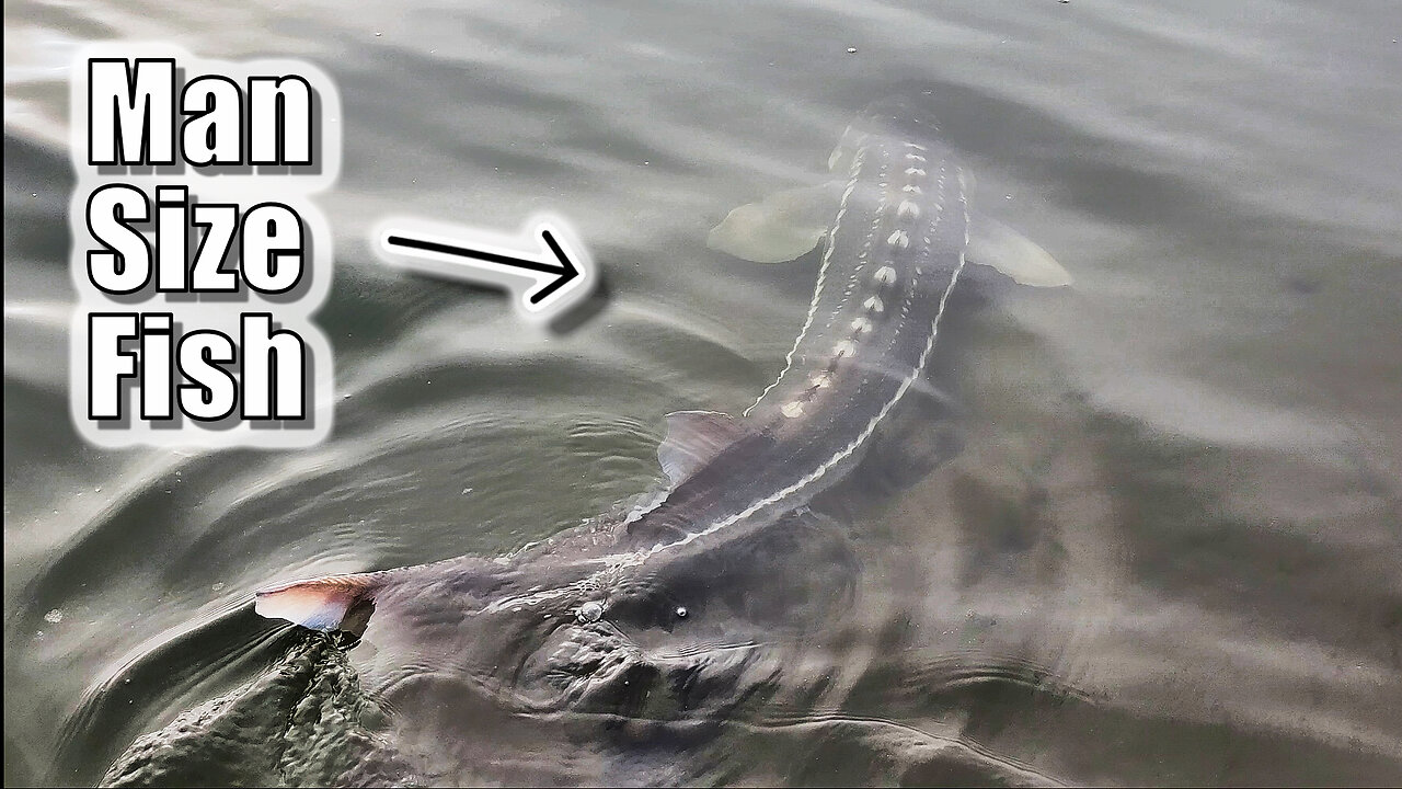 Catching DINOSAURS From The Bank NON-STOP (Fraser River Sturgeon Fishing)