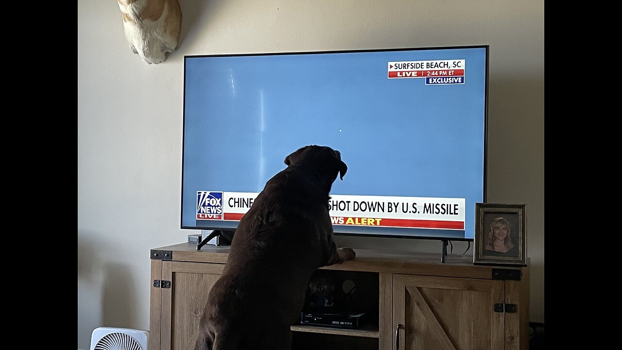 Chocolate lab helps bring spy balloon down