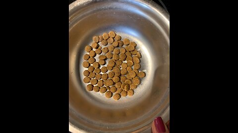 PetSafe Smart Feed - Electronic Pet Feeder for Cats & Dogs - 6L24 Cup Capacity - Programmable...