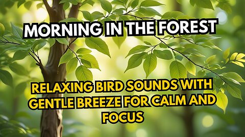 Morning in the Forest | Relaxing Bird Sounds with Gentle Breeze for Calm and Focus