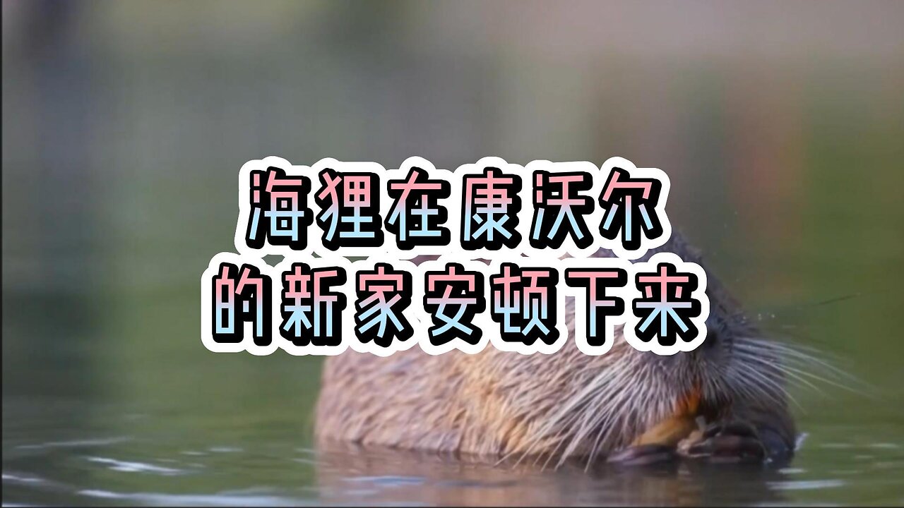 海狸在康沃尔的新家安顿下来