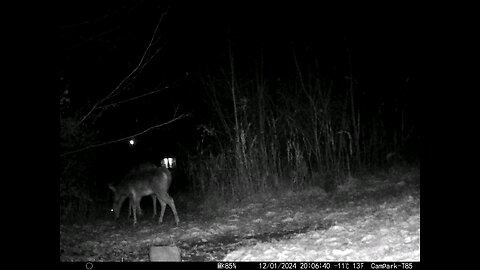 Deer Cam 12-01-2024