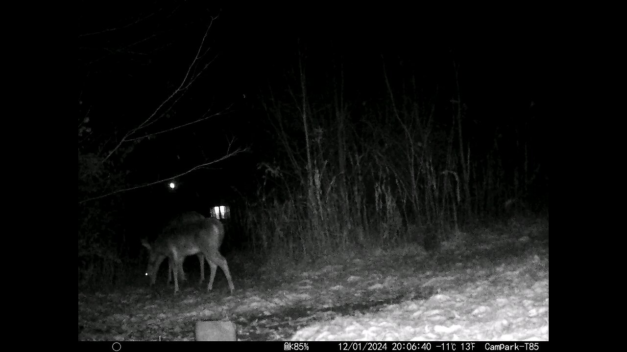 Deer Cam 12-01-2024