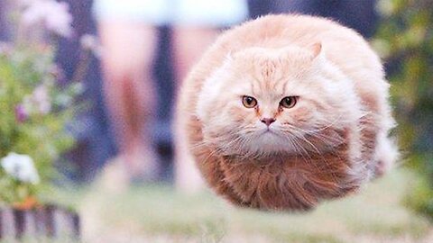 🤣Funny Animals Videos 2020🤣Best Of The 2020 Funny Animal Videos #2 😁