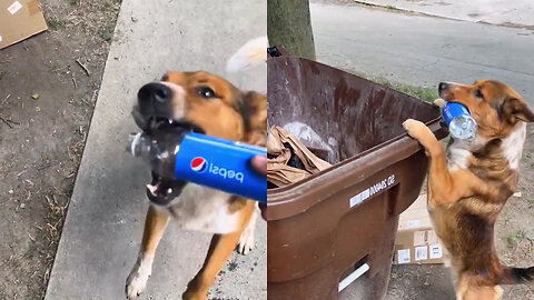 Dog tries to put the plastic bottle in the trash can