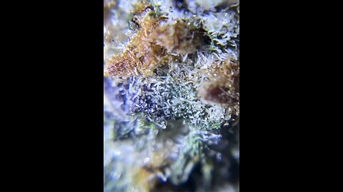 Close up on the Trichomes, and the Turps of Butterstuff Popcorn!!