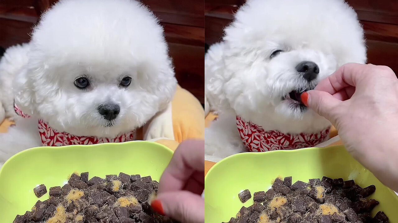 Cute dog eats meat cubes