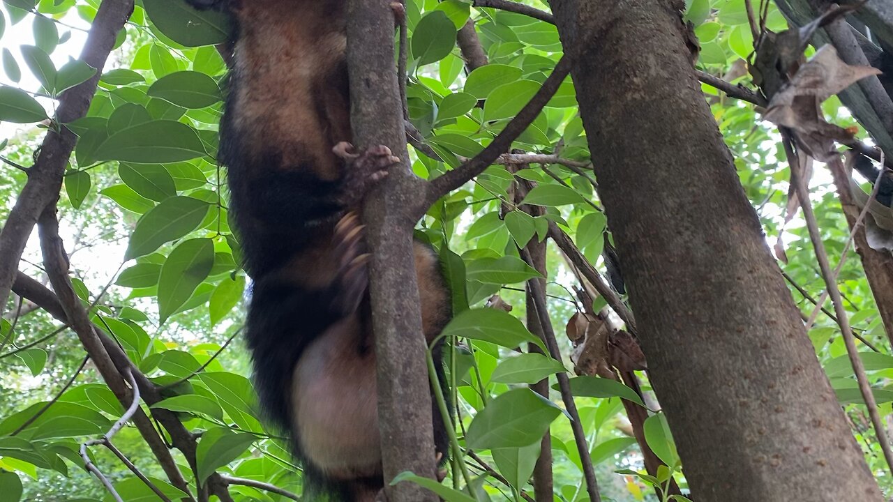 Gambá no parque da aclimação