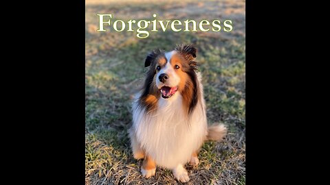 Forgive