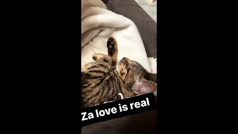 My cat is my za love