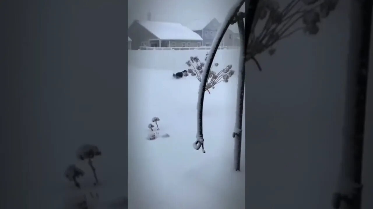 Puppy playing in the snow for first time will melt your heart