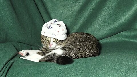 When a Cat's Ears Freeze