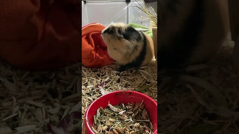 Guinea pig Svea is not impressed