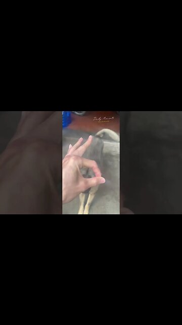 Rainy day, I met the dogs after 2 years apart, and they forgot about me #rescue #dog #vlog #life