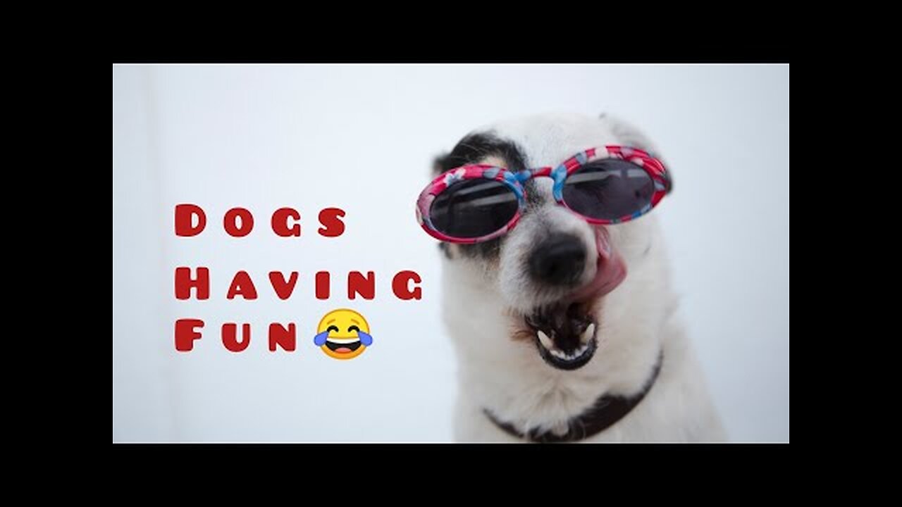 Funny animal Video