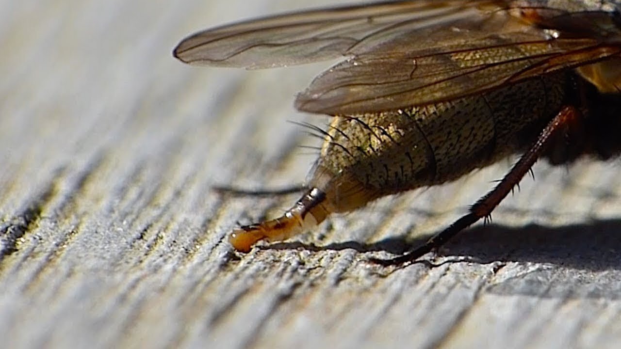 📹 Capture The Moment Of Pooping Small Insects - Funny Animal Video