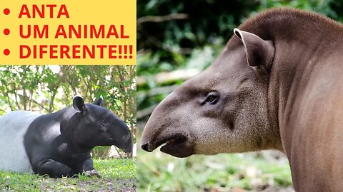 Anta um animal diferenciado!