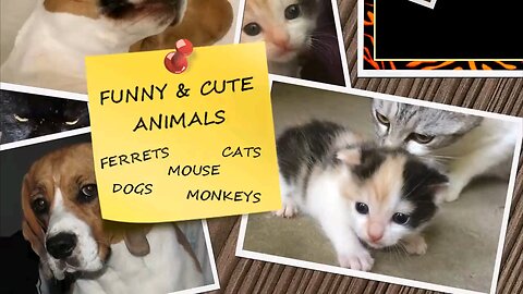 CATS that will make you spit your drink out!!!