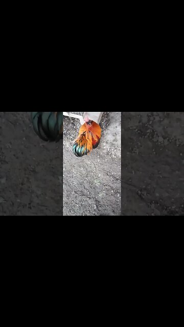 Good morning Rusty and P2