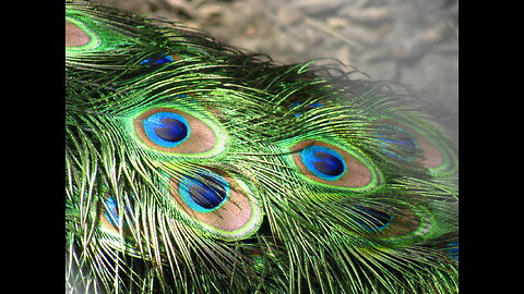 beautiful 🦚🦚🦚 peacock