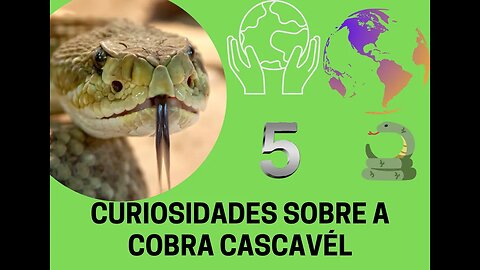 CINCO CURIOSIDADES SOBRE A COBRA CASCAVEL