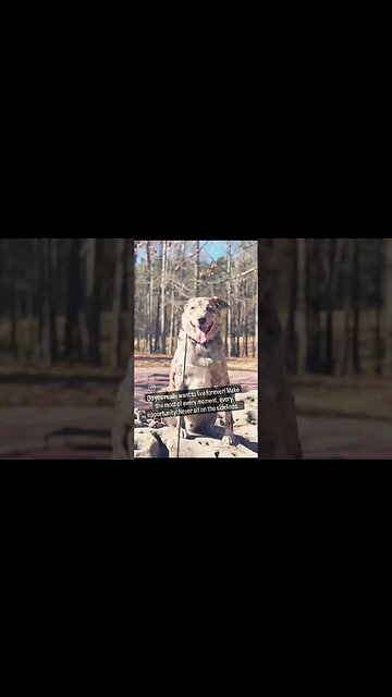 Forever Young!!! #dog