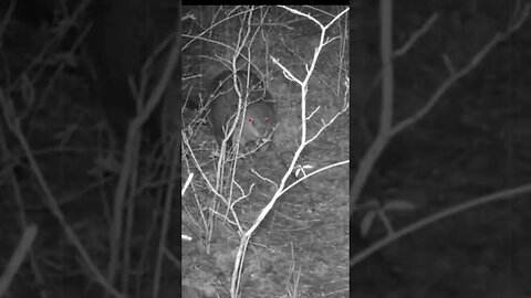 possed beaver, messing around in video tools