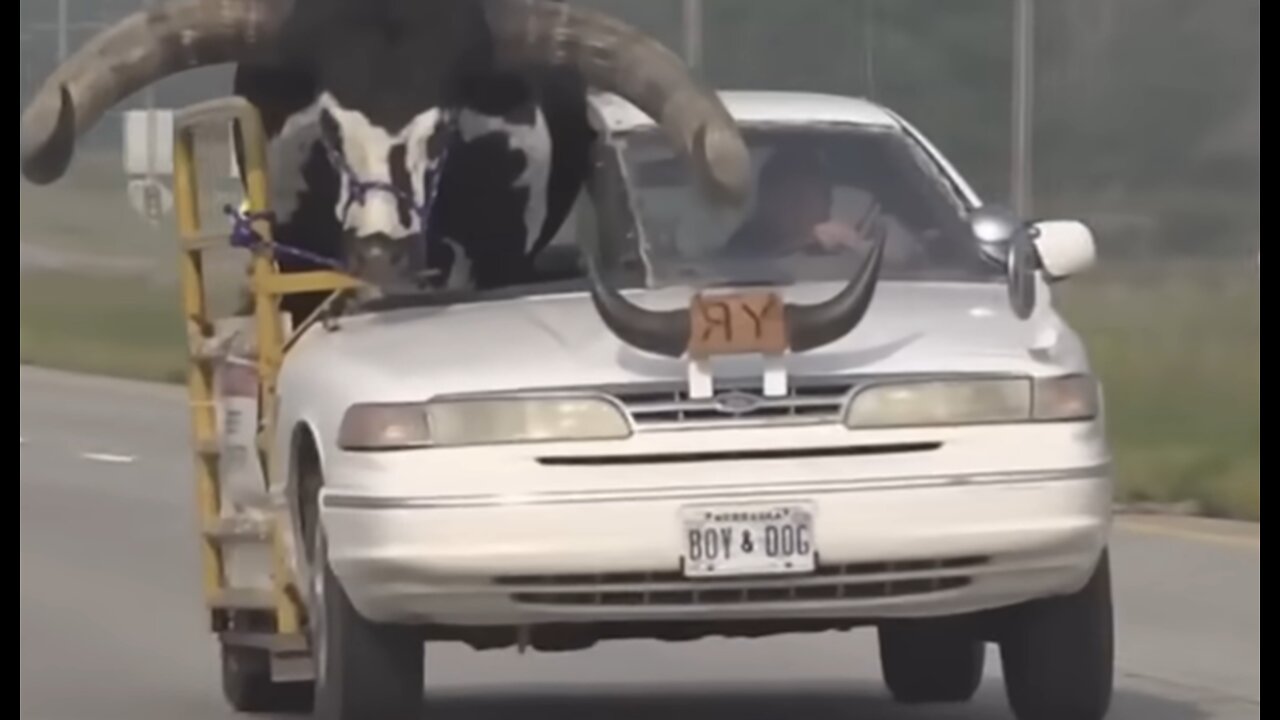 Car with giant bull as passenger pulled over by Nebraska police