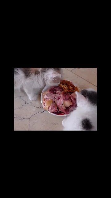 Брошенные котята. Первые кушают мясо.