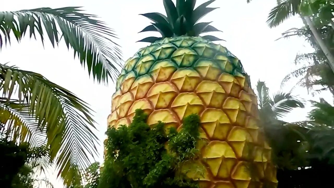 Who Lives in a Pineapple Under the Sea Big Pineapple Woombye sunshine Coast Queensland #shorts