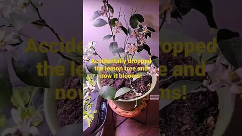 Dropped the potted lemon tree