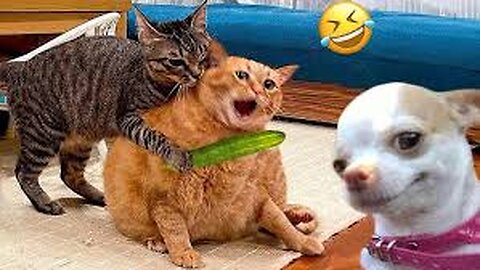 Funny animals - Funny cats / dogs - Funny animal videos 2023