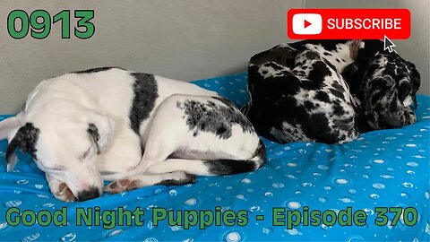 [0913] GOOD NIGHT PUPPIES - EPISODE 370 [#dogs #doggos #doggos #puppies #dogdaycare]