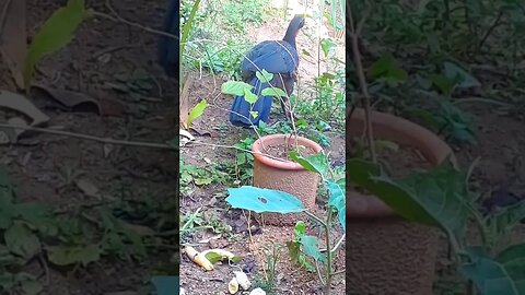 Jacu com fome em busca de comida Jacuaçu