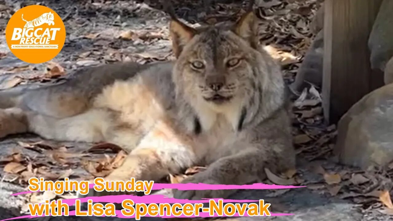 Singing Sunday with Lisa Spencer- Novak singing to Gilligan Lynx at Big Cat Rescue 01 29 2023