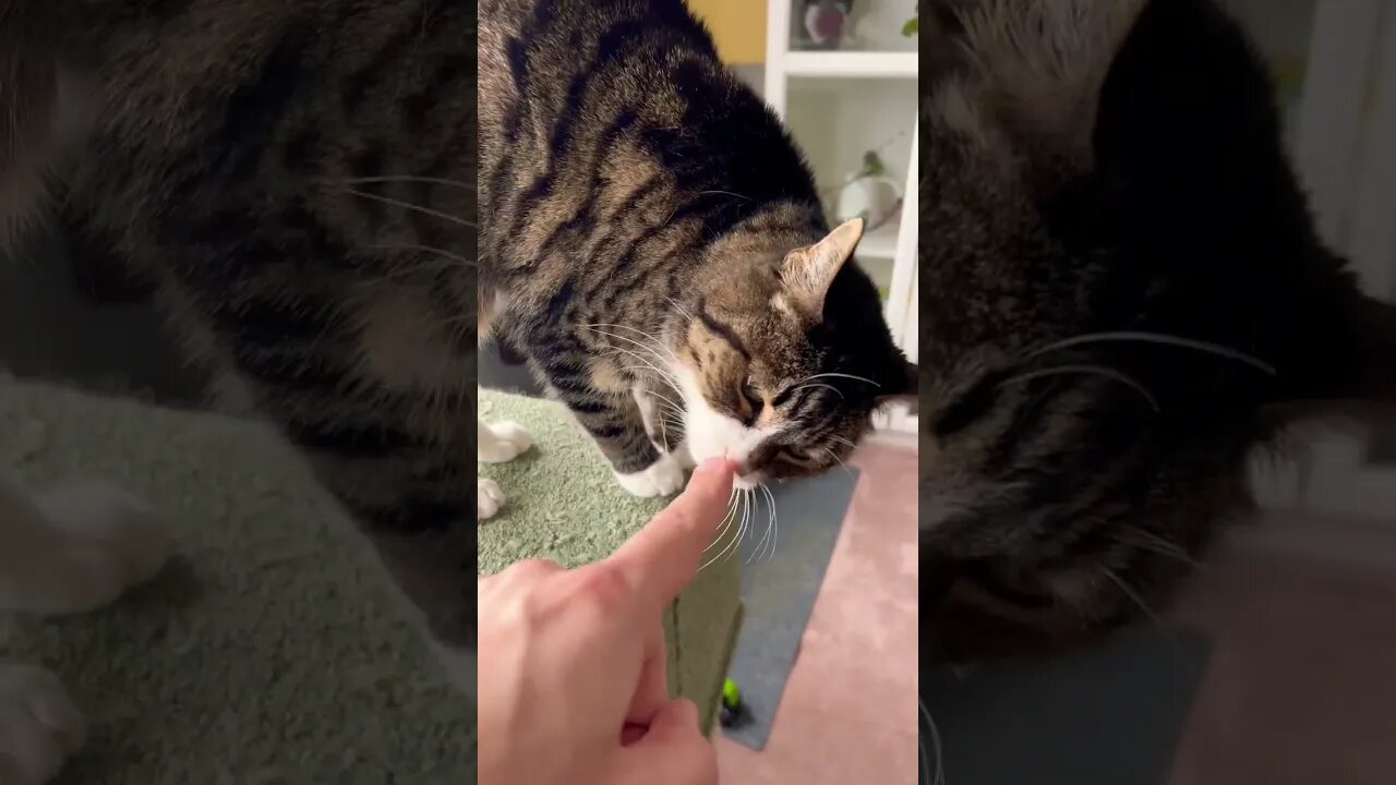 Little Miss Jinx the Cat 🐈‍⬛ #catvideos #meow