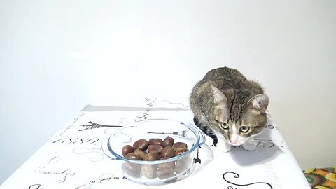 Cute Cat Guards the Chestnuts