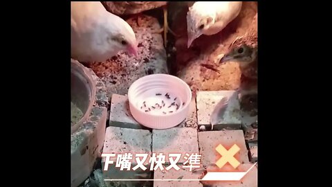 蘆丁雞餵食秀 Rutin Chicken Eats Bugs #shorts