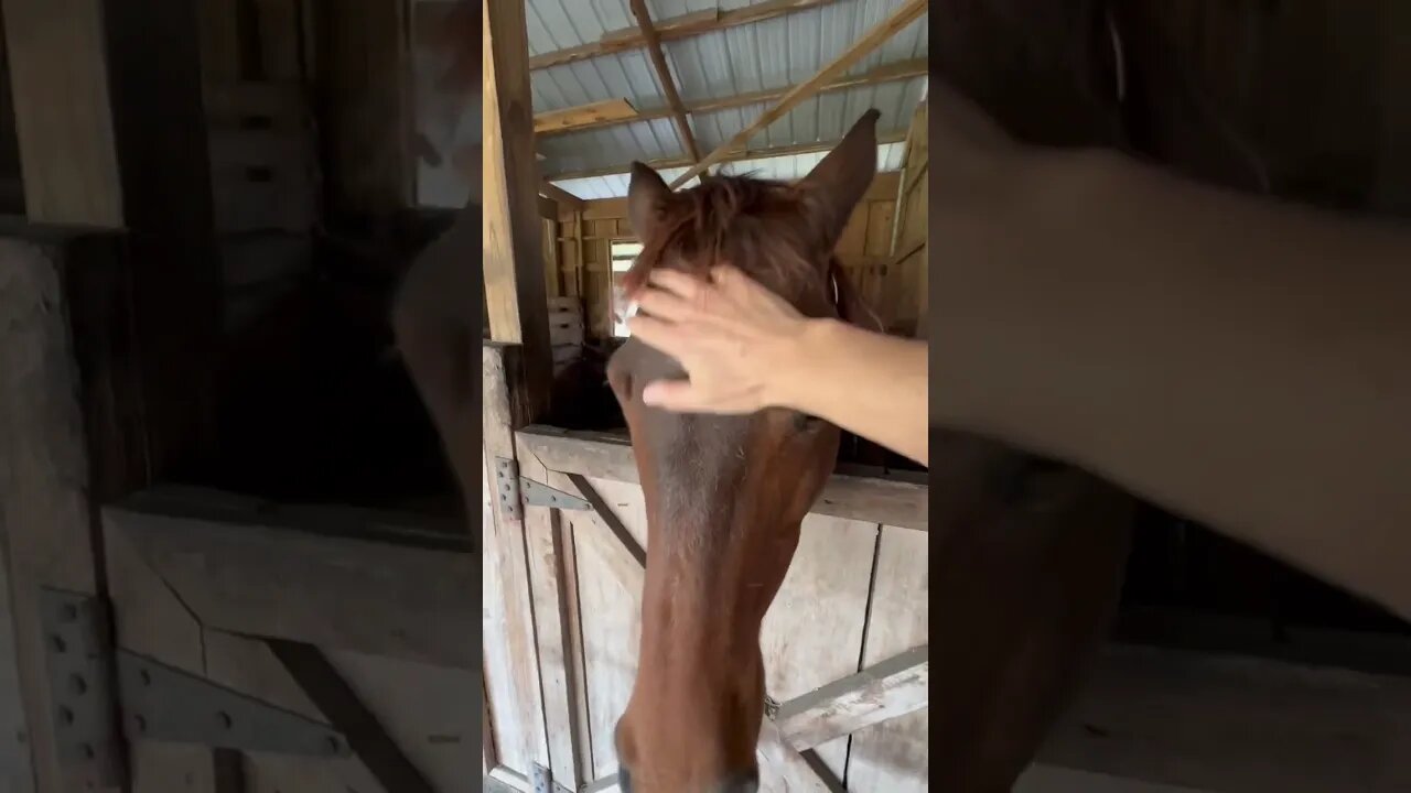 Goodbye City Life Part 2 I feed a 🐴 with no name #shorts
