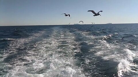 Seagulls and Pelican at sea!