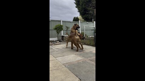 Boerboel Showing Son Who Is Boss