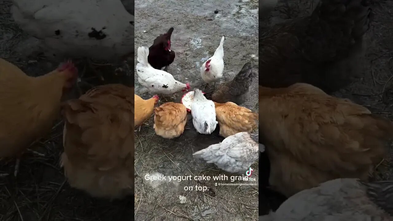 Chickens love Addy’s Greek yogurt cake with grain on top. #chickens #farmlife #montana