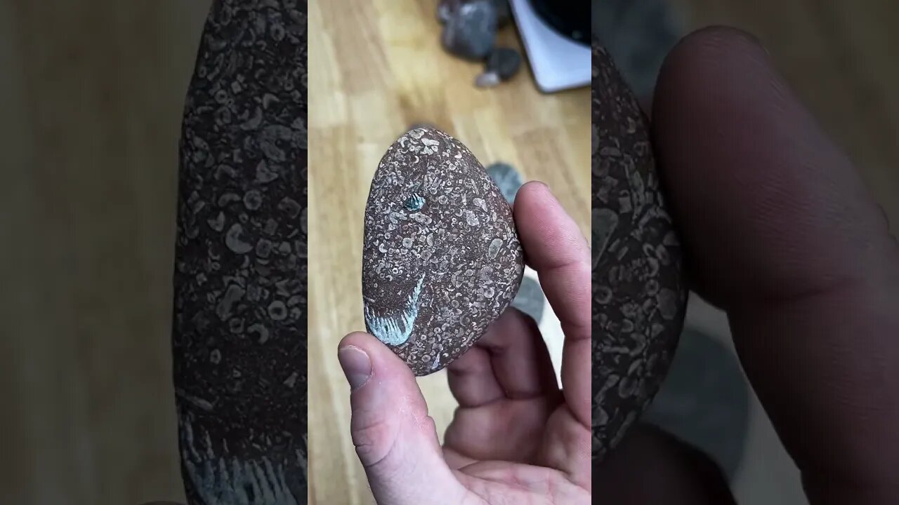 Fossil Packstones (fossil soup) from Michigan